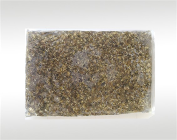 冻煮蚬肉（2kg